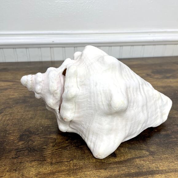 Horned Conch Shell Natural Beach House Decor Cream 8.5" x 5" Seashell Ocean - Picture 8 of 16